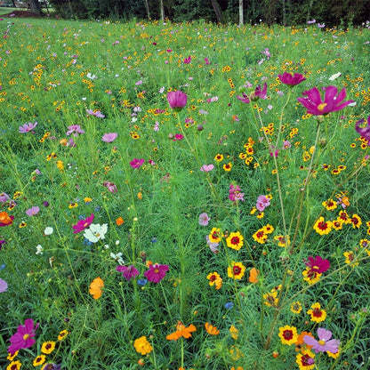 Southeast Pollinator Wildflower Seed Mix
