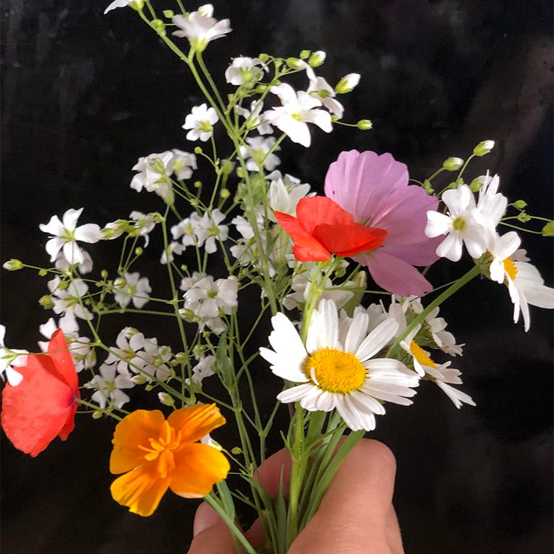 Southeast Wildflower Seed Mix