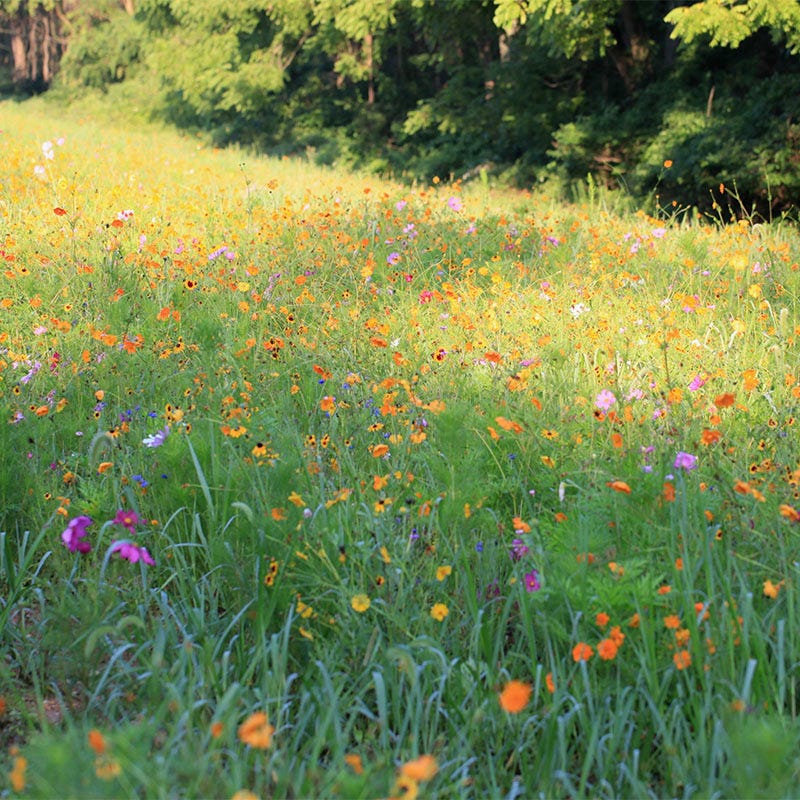 Southeast Wildflower Seed Mix