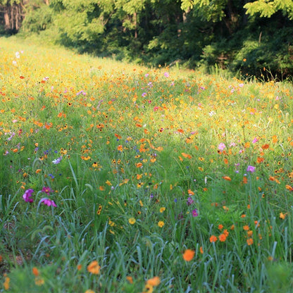 Mississippi Select Wildflower Seed Mix