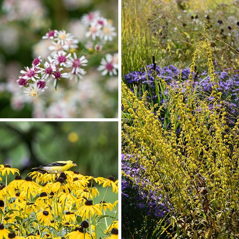 Ecoregion Native Plant Collection - Southeastern USA Plains