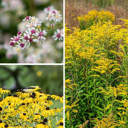 Ecoregion Native Plant Collection - Southeastern USA Plains