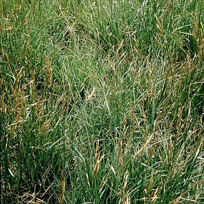 Southeast Native Grass Seed Mix