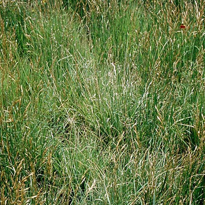 Southeast Native Grass Seed Mix