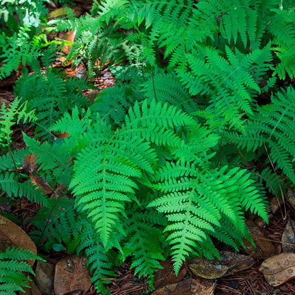 Southern Beech Fern