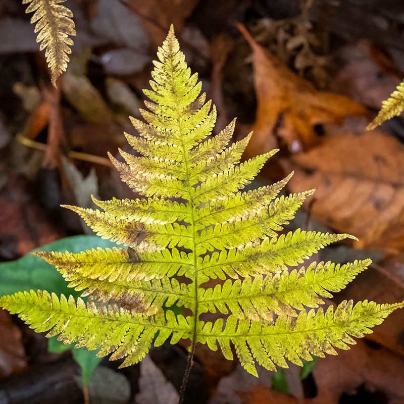 Southern Beech Fern