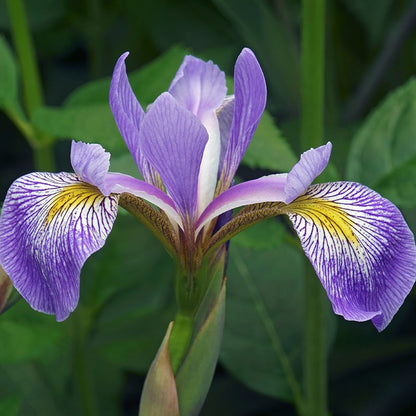Southern Blue Flag Iris
