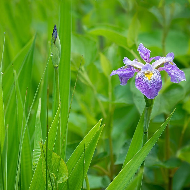 Southern Blue Flag Iris