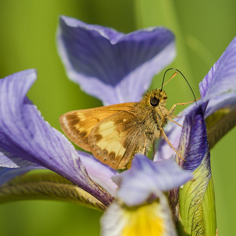 Southern Blue Flag Iris, Shreve's Iris | American Meadows