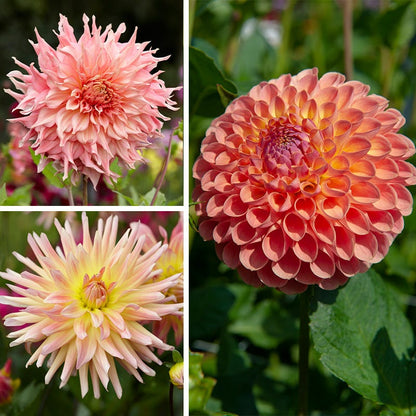 Southern Peach Dahlia Collection