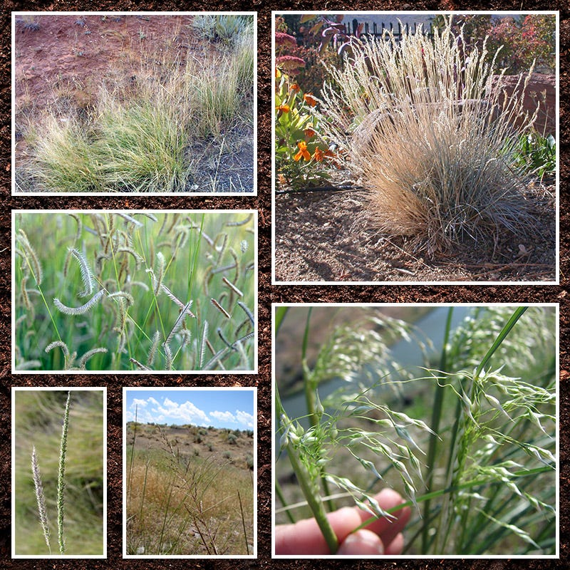 Southwest Native Grass Seed Mix