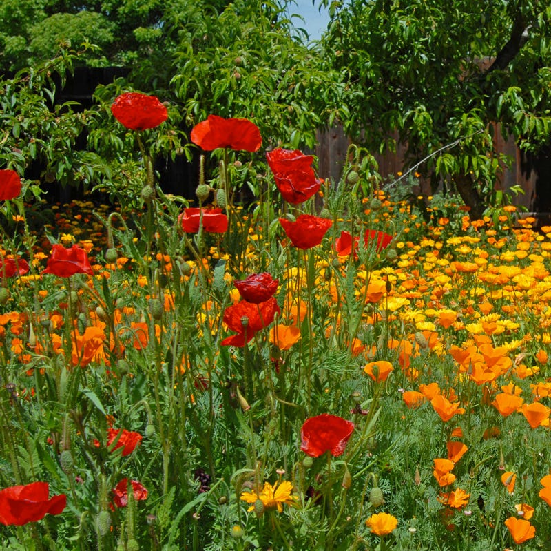 Southwest Pollinator Wildflower Seed Mix