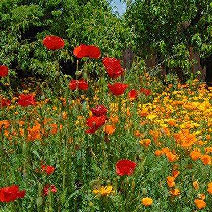 Southwest Pollinator Wildflower Seed Mix