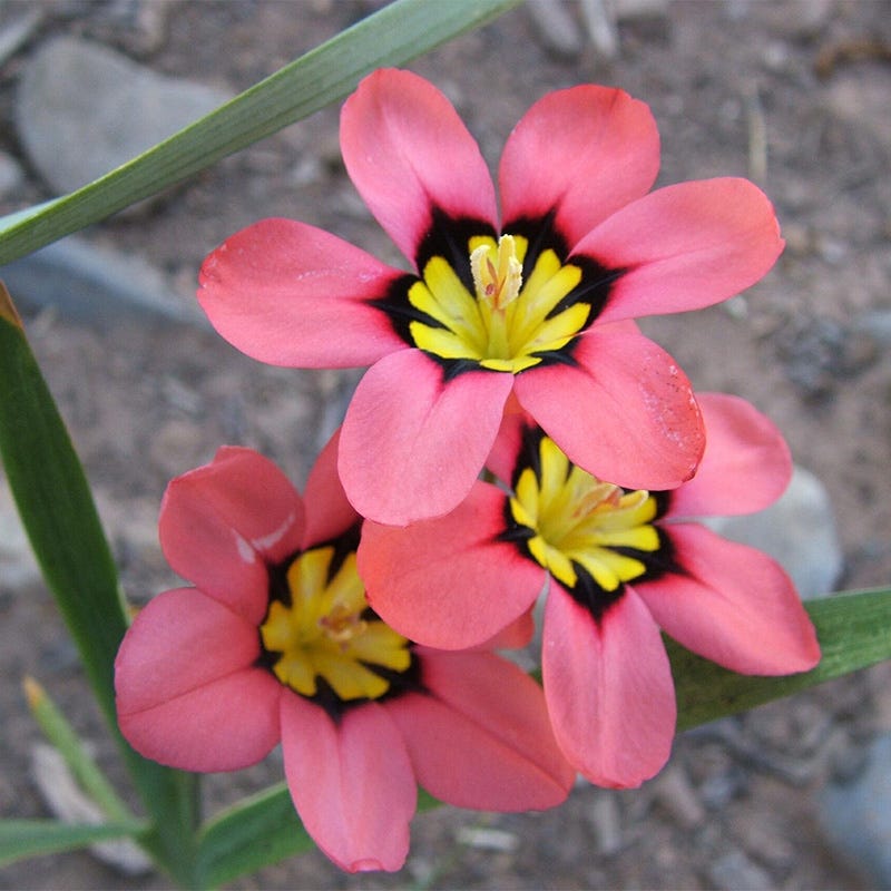 Sparaxis Mix - Thumbnail 5