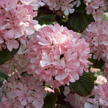 Sparkling Pink Champagne™ Viburnum