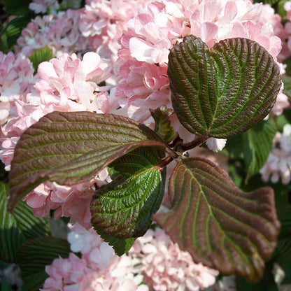 Sparkling Pink Champagne™ Viburnum