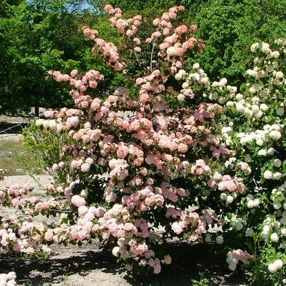 Sparkling Pink Champagne™ Viburnum