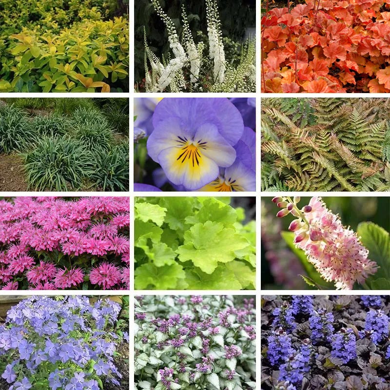 Sparkling Shade Pre-Planned Garden