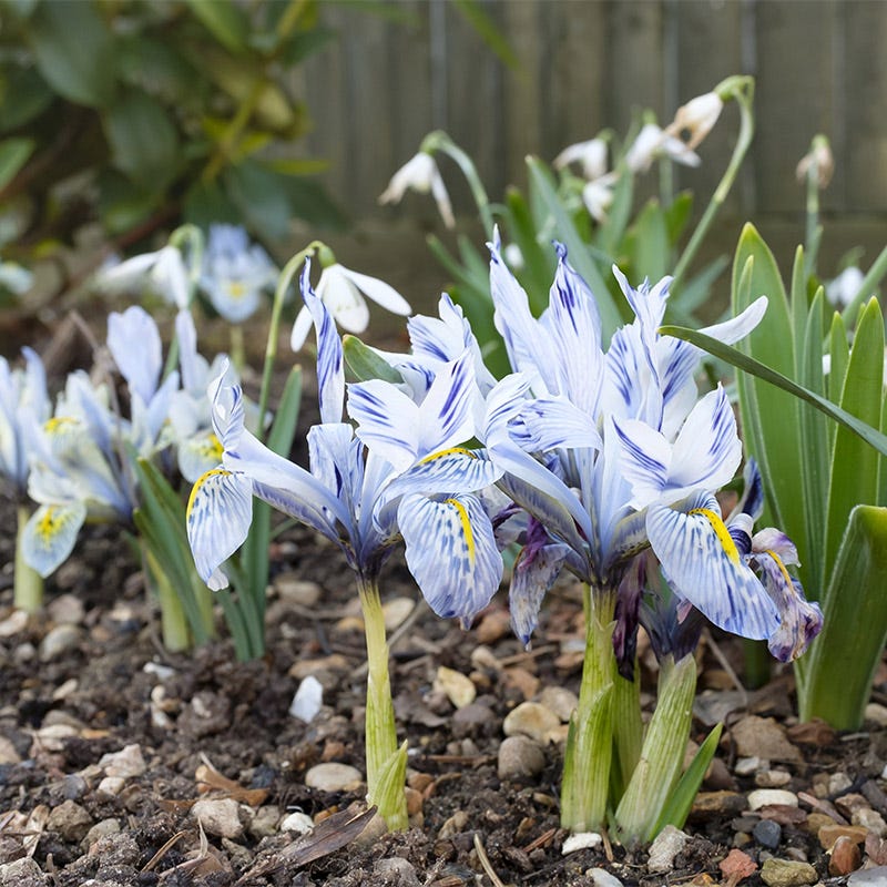 Katharine Hodgkin Dwarf Iris
