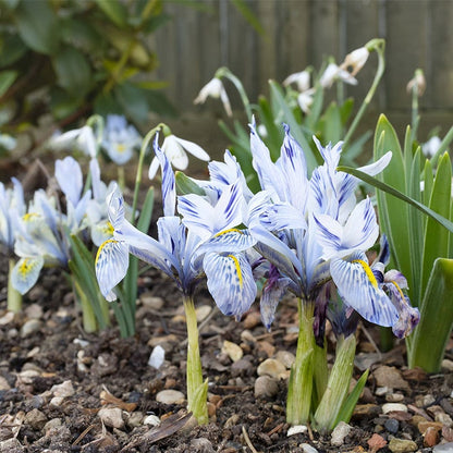 Katharine Hodgkin Dwarf Iris