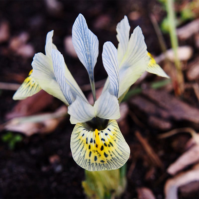 Katharine Hodgkin Dwarf Iris
