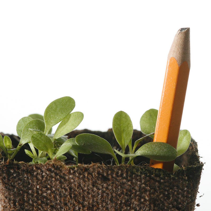 Lanceleaf Coreopsis Seeds