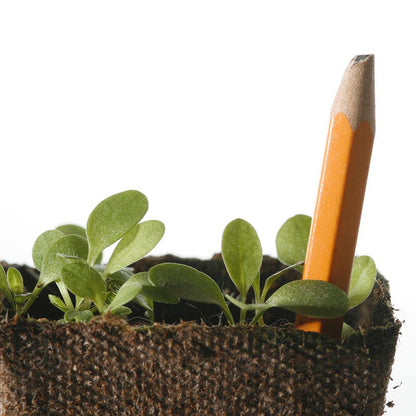Lanceleaf Coreopsis Seeds