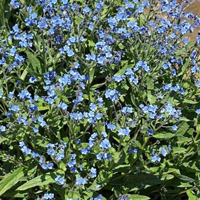 Forget Us Not Seed Packet