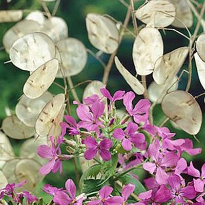 Seed Your Investment for Growth Seed Packet