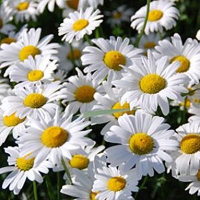 Our Wedding Day Seed Packet