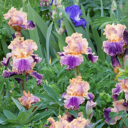 Spendthrift Bearded Iris