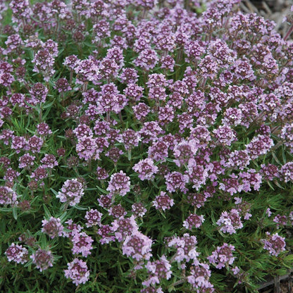 Fragrant Low Grow Plant Collection