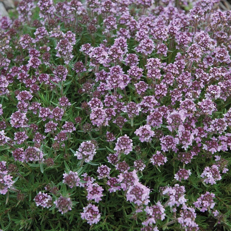 Good Feelings Tapestry Lawn Plant Collection