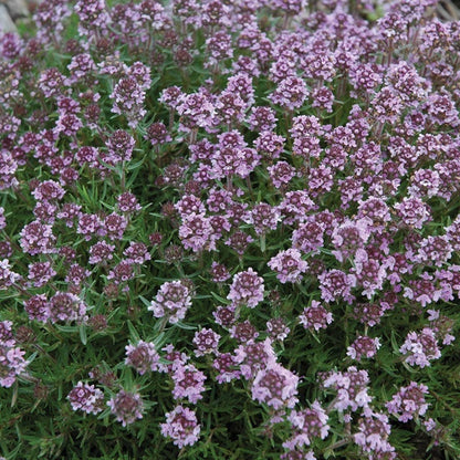 Good Feelings Tapestry Lawn Plant Collection