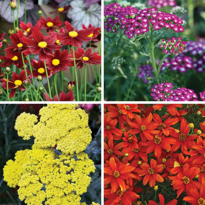 Spicy Summer Sun Low Grow Plant Collection