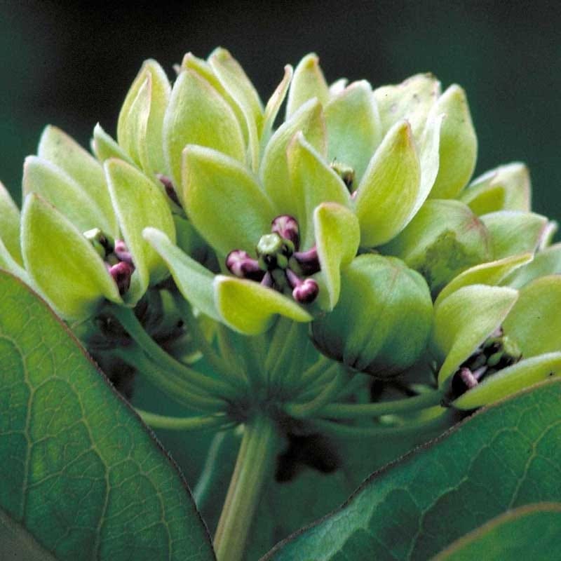 spider milkweed plant Spider Milkweed Seeds