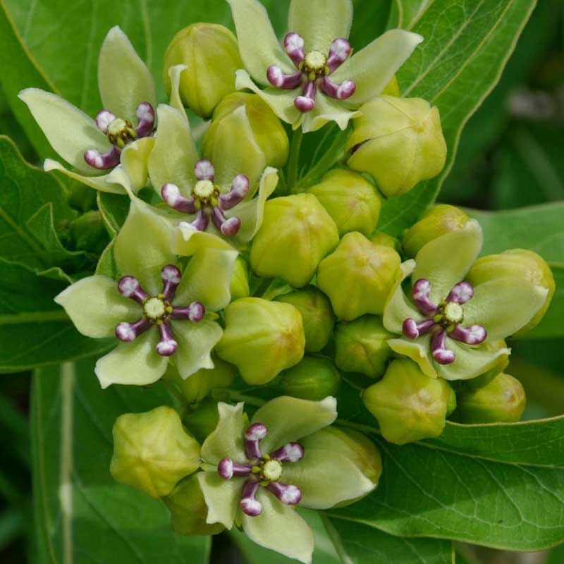 spider milkweed plant Spider Milkweed Seeds