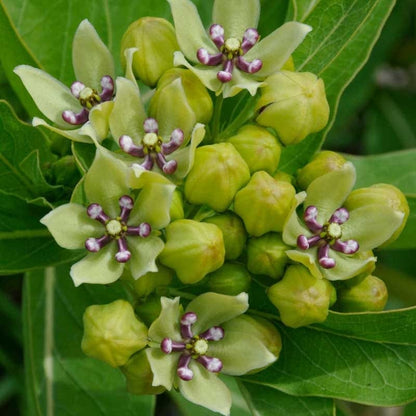 Spider Milkweed Seeds