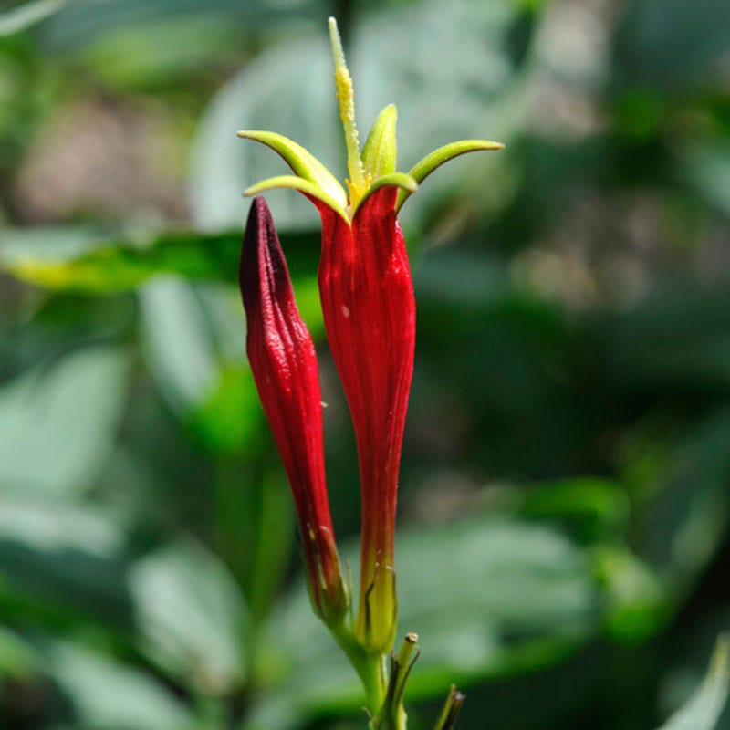 indian pink plant seeds Indian Pink