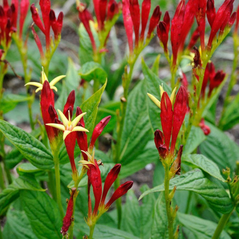indian pink plant seeds Indian Pink