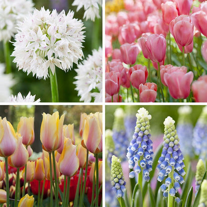 Spring Romance Bulb Collection
