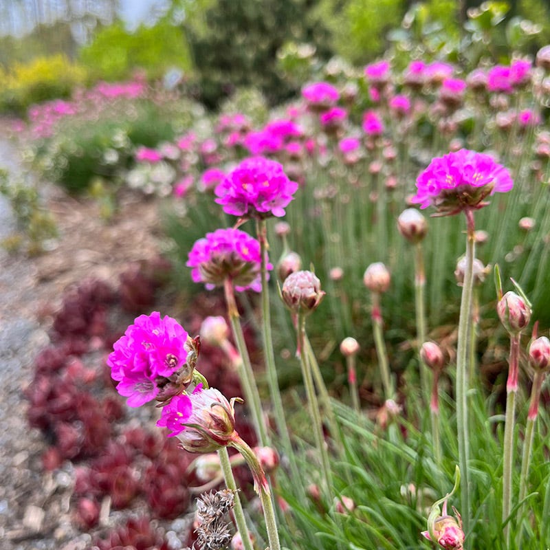 Splendens Splendens Armeria, Sea Thrift | American Meadows