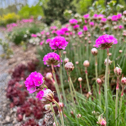 Splendens Armeria