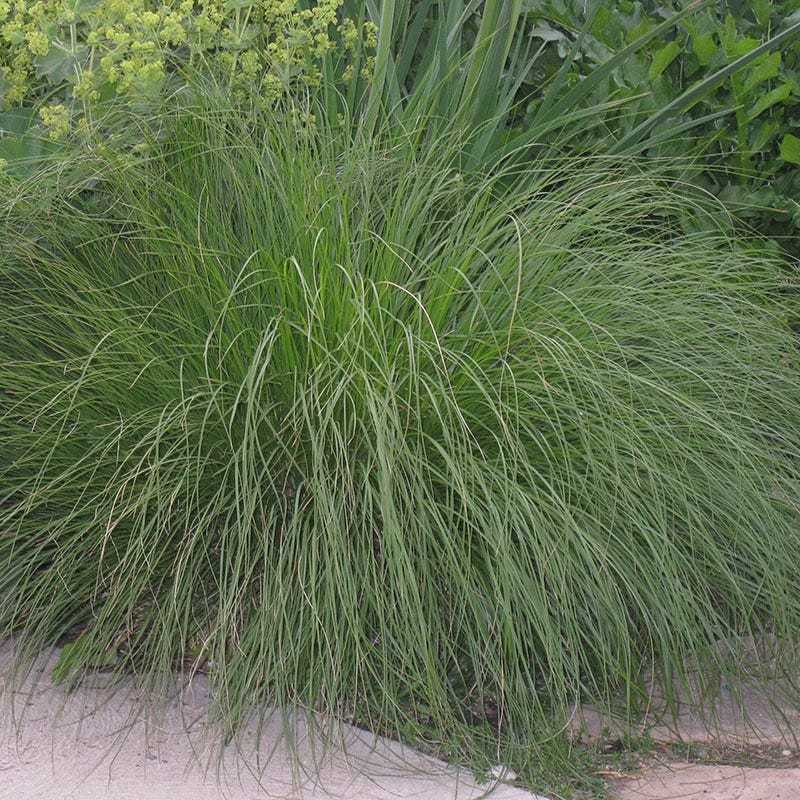 Prairie Dropseed Grass