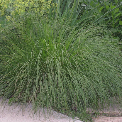 Prairie Dropseed Grass