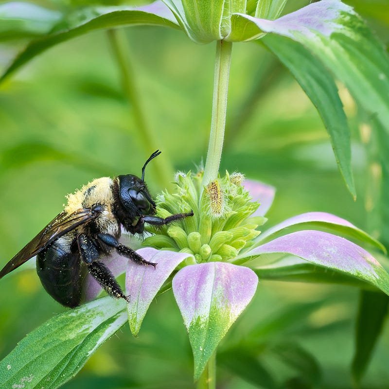 Spotted Bee Balm