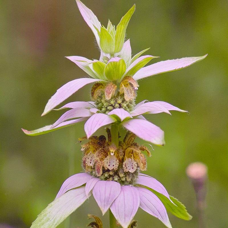 Spotted Bee Balm