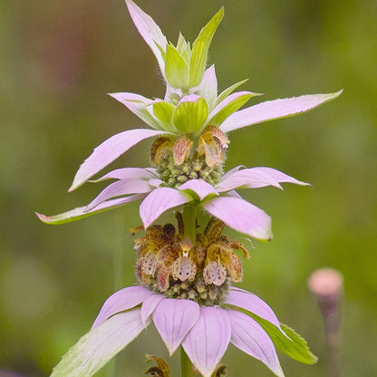 Spotted Bee Balm