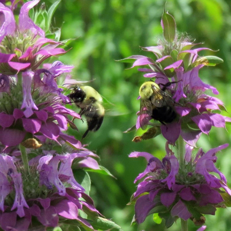Spotted Bee Balm