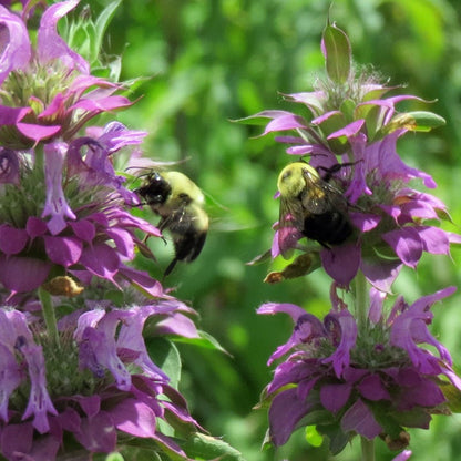 Spotted Bee Balm